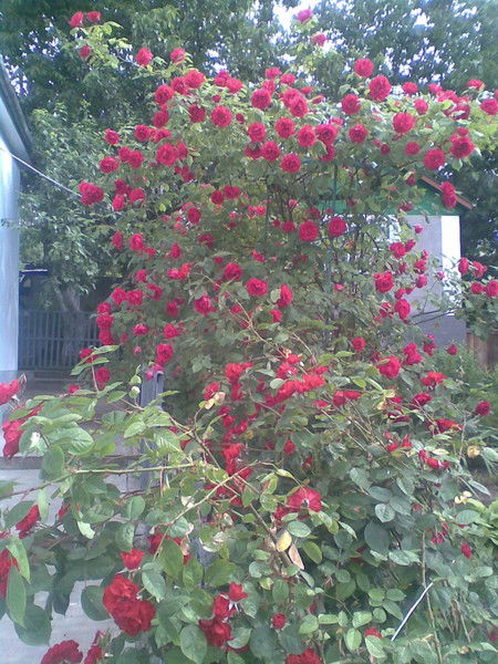 Василь Боднар