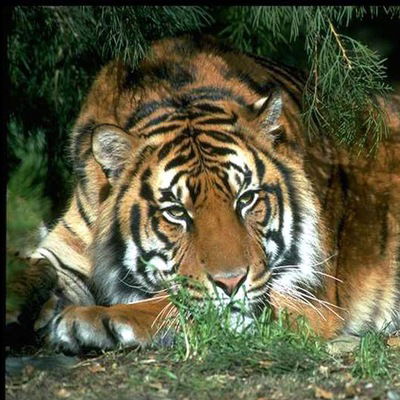 Евгений Кочкуров