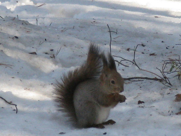 Андрей Похвалин