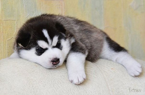 Быть На Чеку