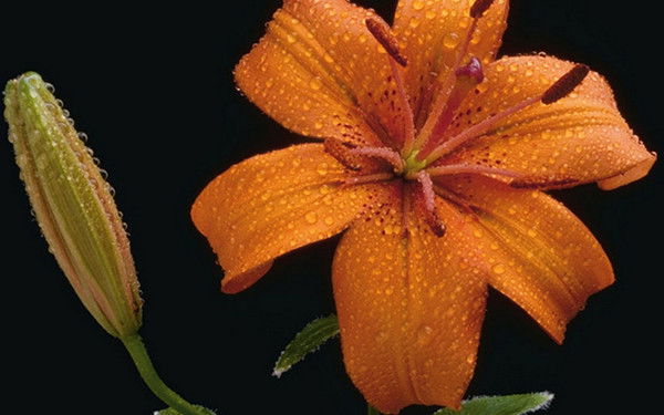 Назгул Арапбаева