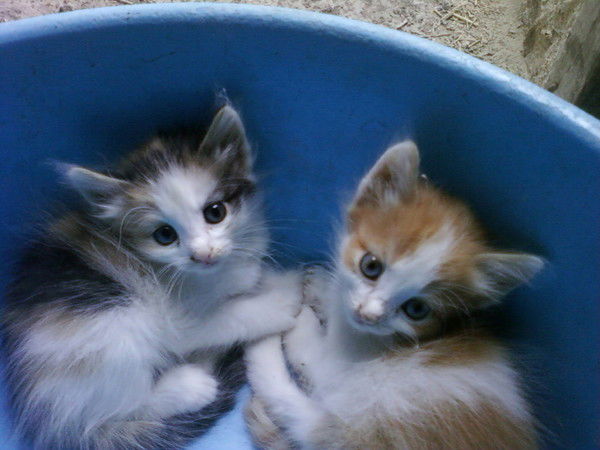 Римма Наурузова