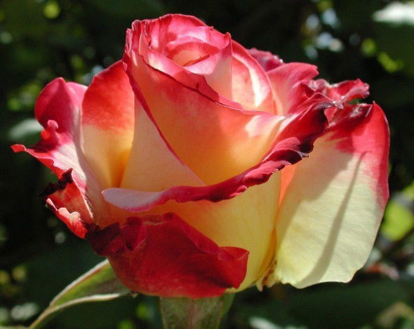 Анастасия Клименко