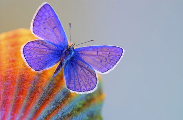 Ангелина Смирнова