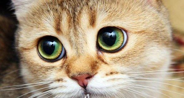 Аня Фролова