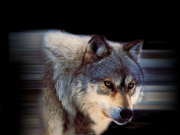 Василий Демидов