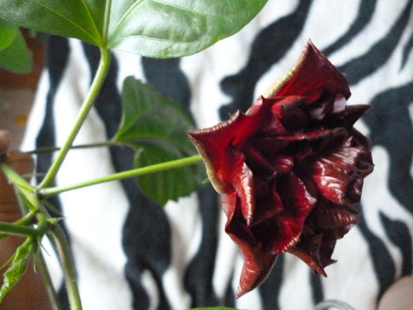 Таня Феофанова