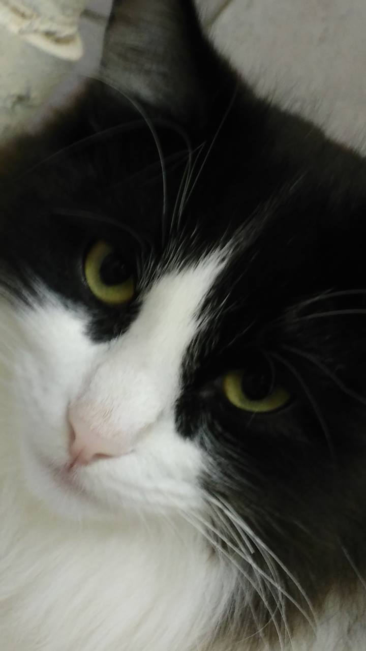 Данила Колосов