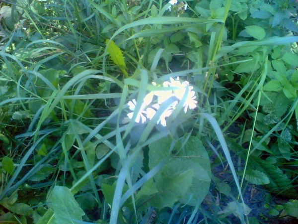 Наталья Златоверхова