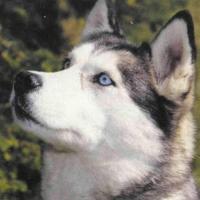 Дарья Косарева