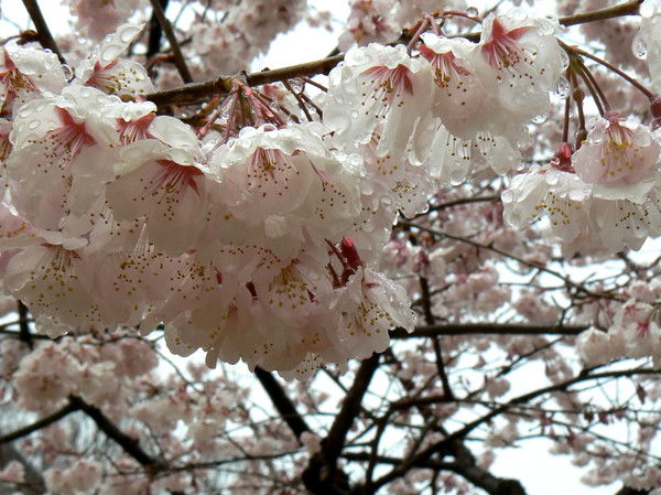 Ирина Мошняга