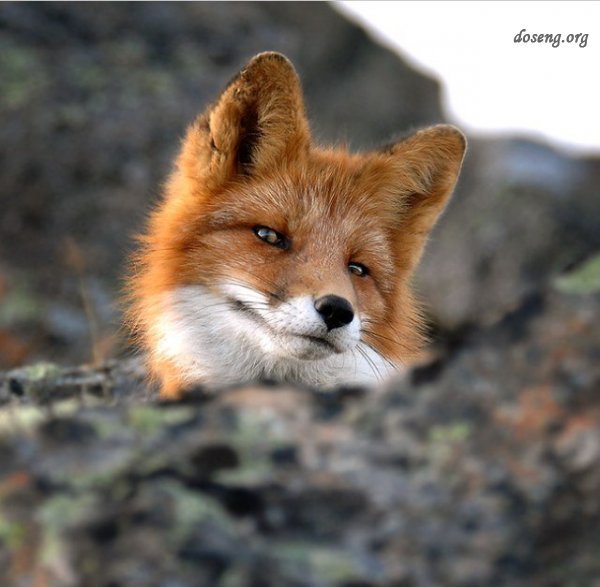 Борис Семенов