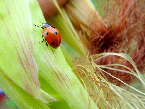 Егор Бондаренко