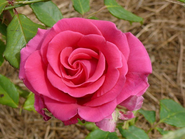 Евгения Сёмина