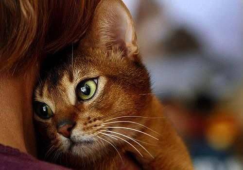 Ксения *******