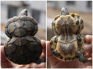 Леша Данченко