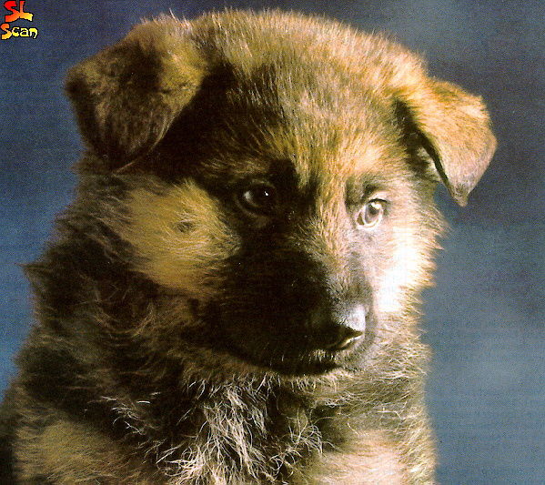 Владимир Ягупов