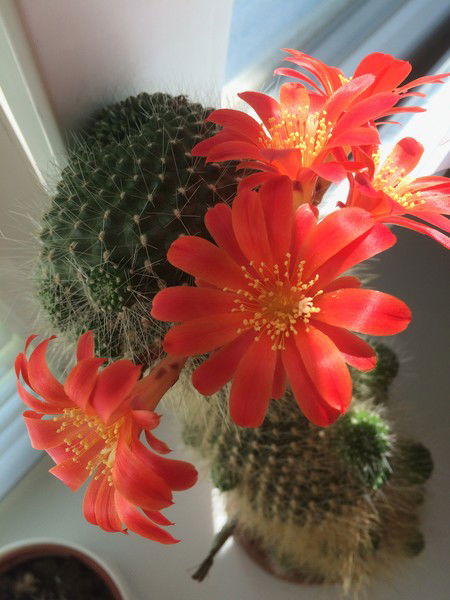 Оксана Шикова