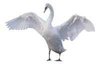 Мария Шаронова