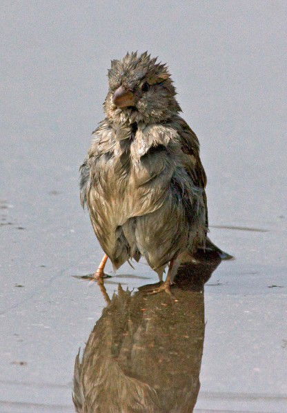 Сергей Савельев