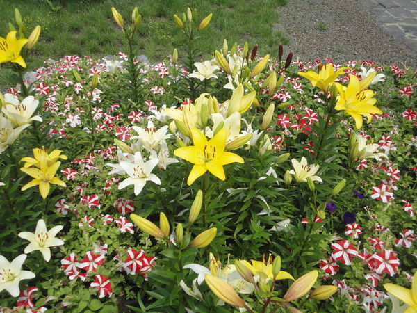 Жанель Кисамбина