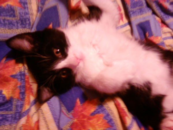 Светлана Мананкова