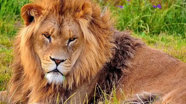 Диман Каменщиков