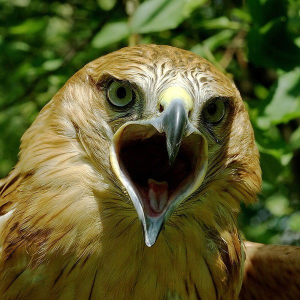 Олег Терновой