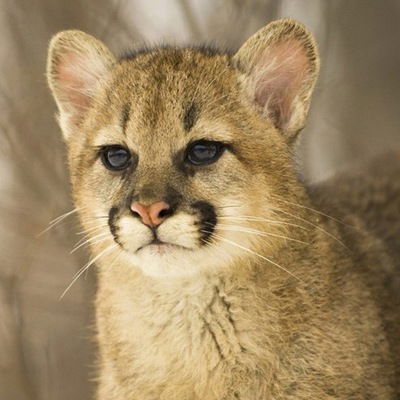 Анна Третьякова