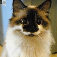 Ангелина Пруцких