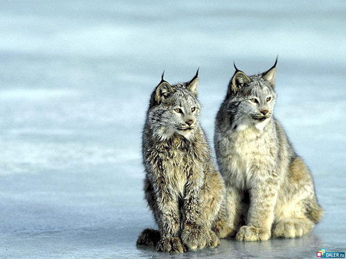 Ирина Мусина