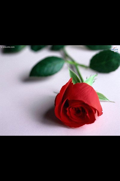 Елена Глухова