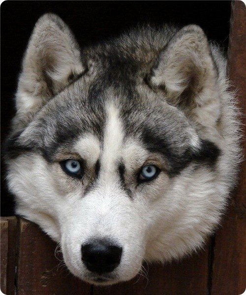 Андрей Ковалёв