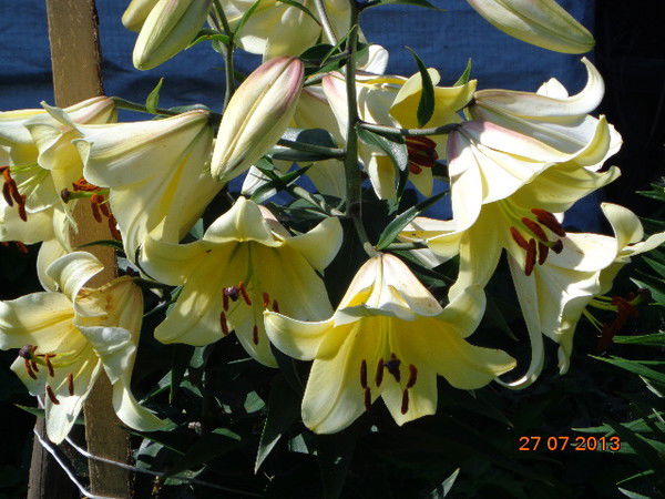 Ника Егорова