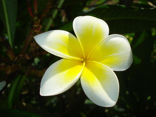 Екатирина Легеза