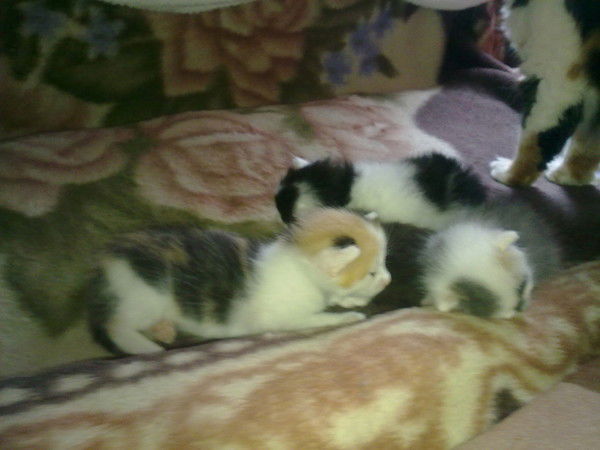 Валентин Гапеев