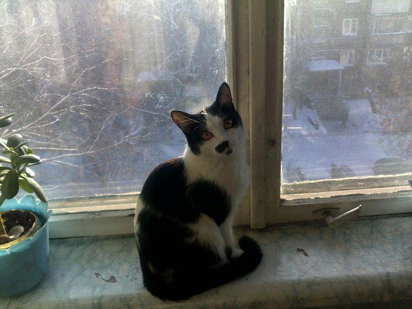 Алексей Старков