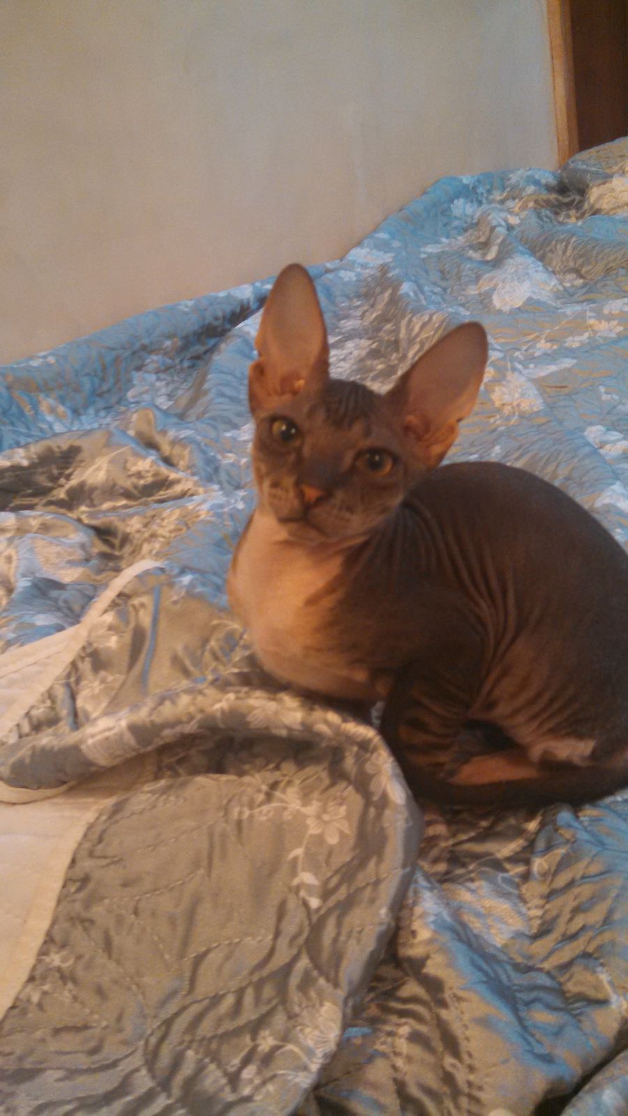 Евгения Дунаева