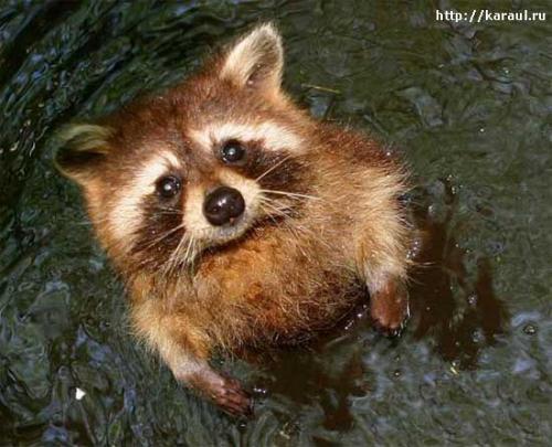 Раиса Шарыпова