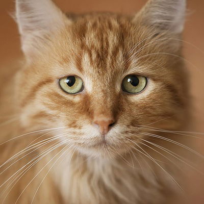 Кирилл Нитяго