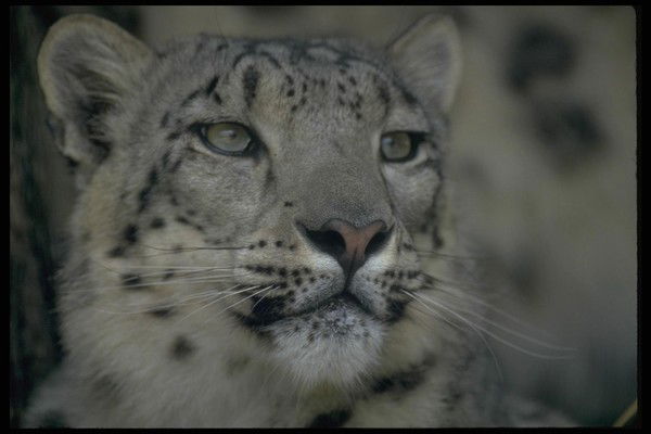 Дмитрий Василевич