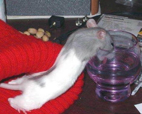 Вера Пахомова