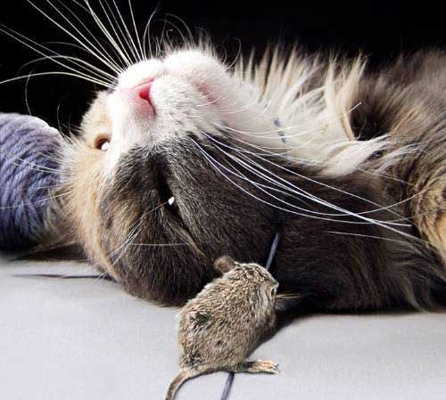 Евгений Тарасов