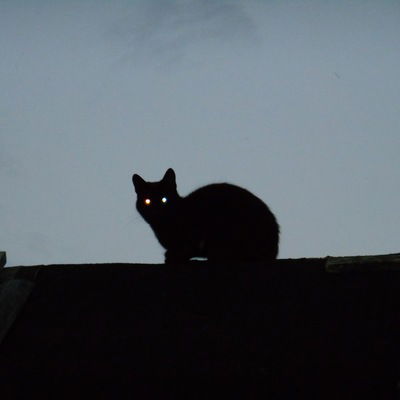 Елена Смирнова