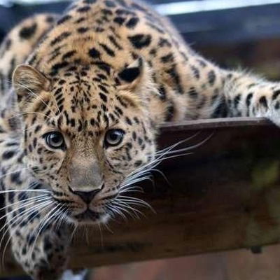 Ирина Климова