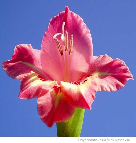 Наталья Вагнер