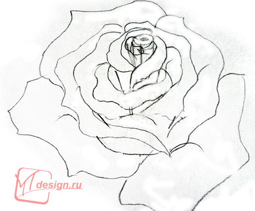 Инесса Андриянова