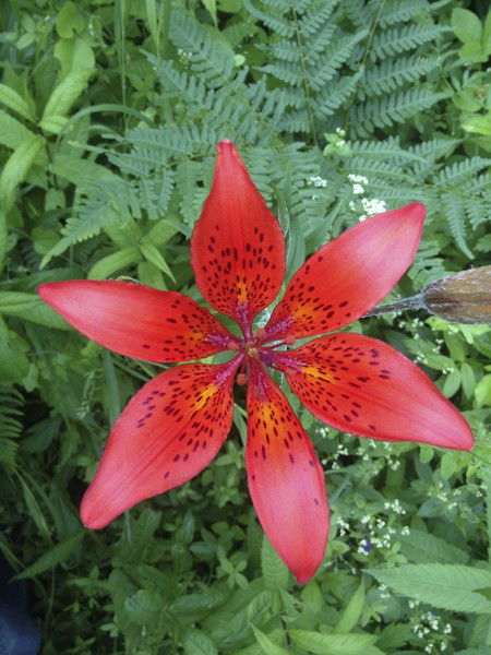 Александр Селиванов