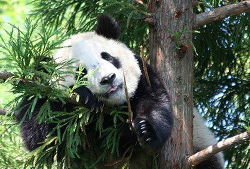 Владимир Качерович