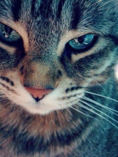 Искандер Кот